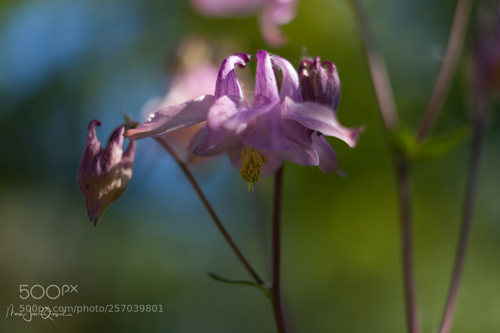 Canon EOS 5D Mark II sample photo. Variation rose. photography