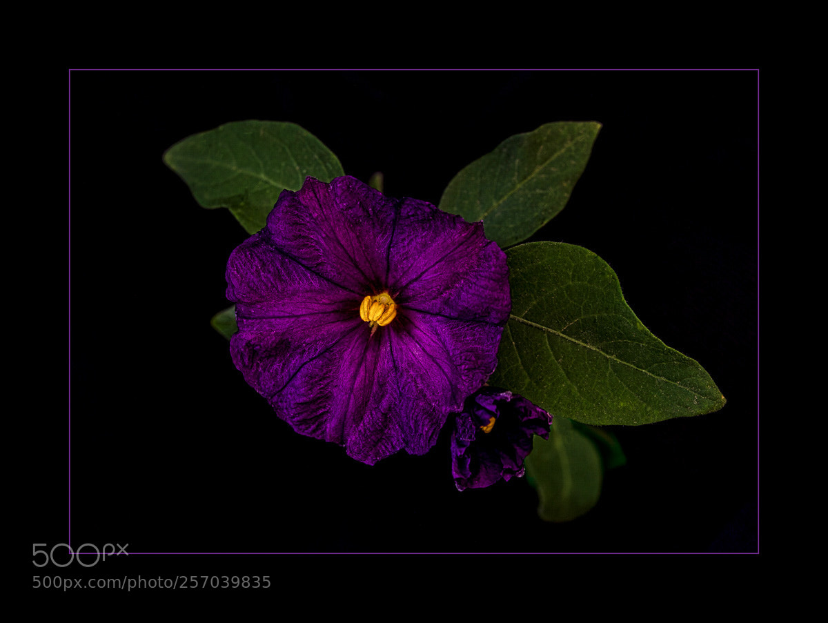 Canon EOS 5D Mark II sample photo. Purple photography