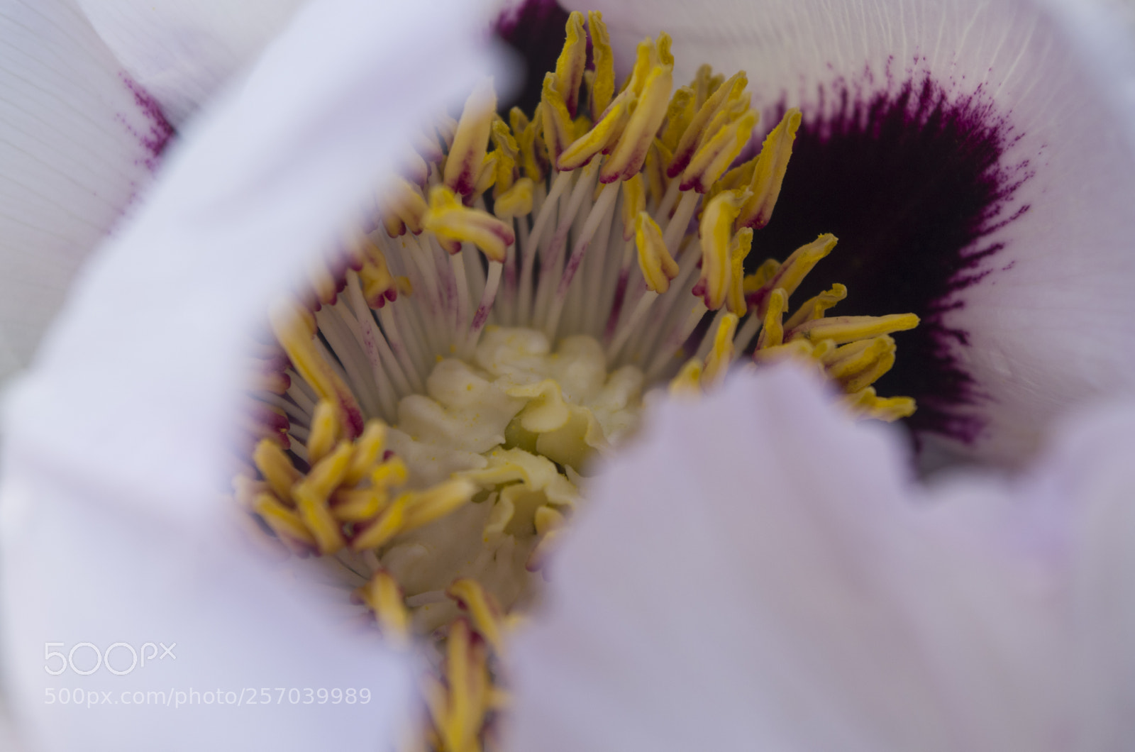 Pentax K-30 sample photo. Peony photography