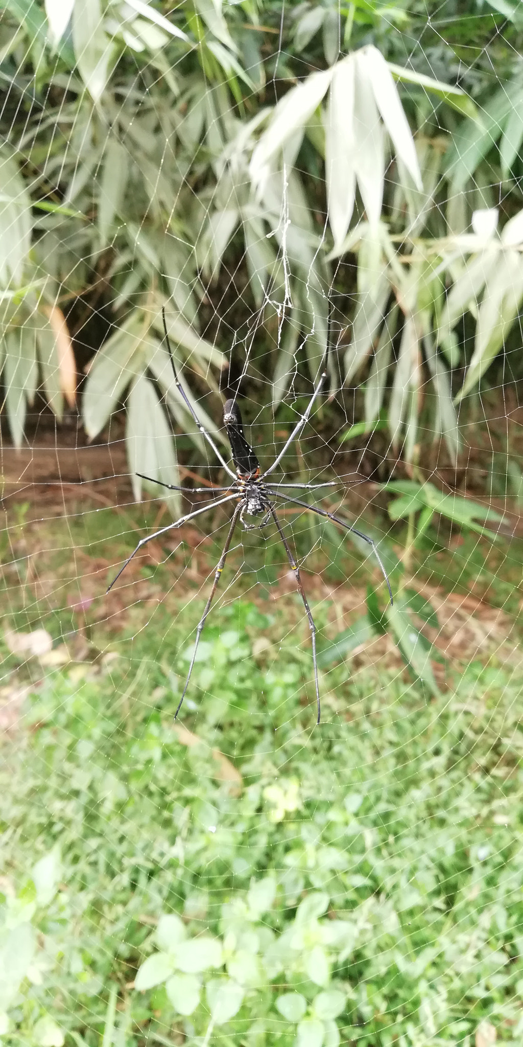HUAWEI nova 2i sample photo. Big #spider photography