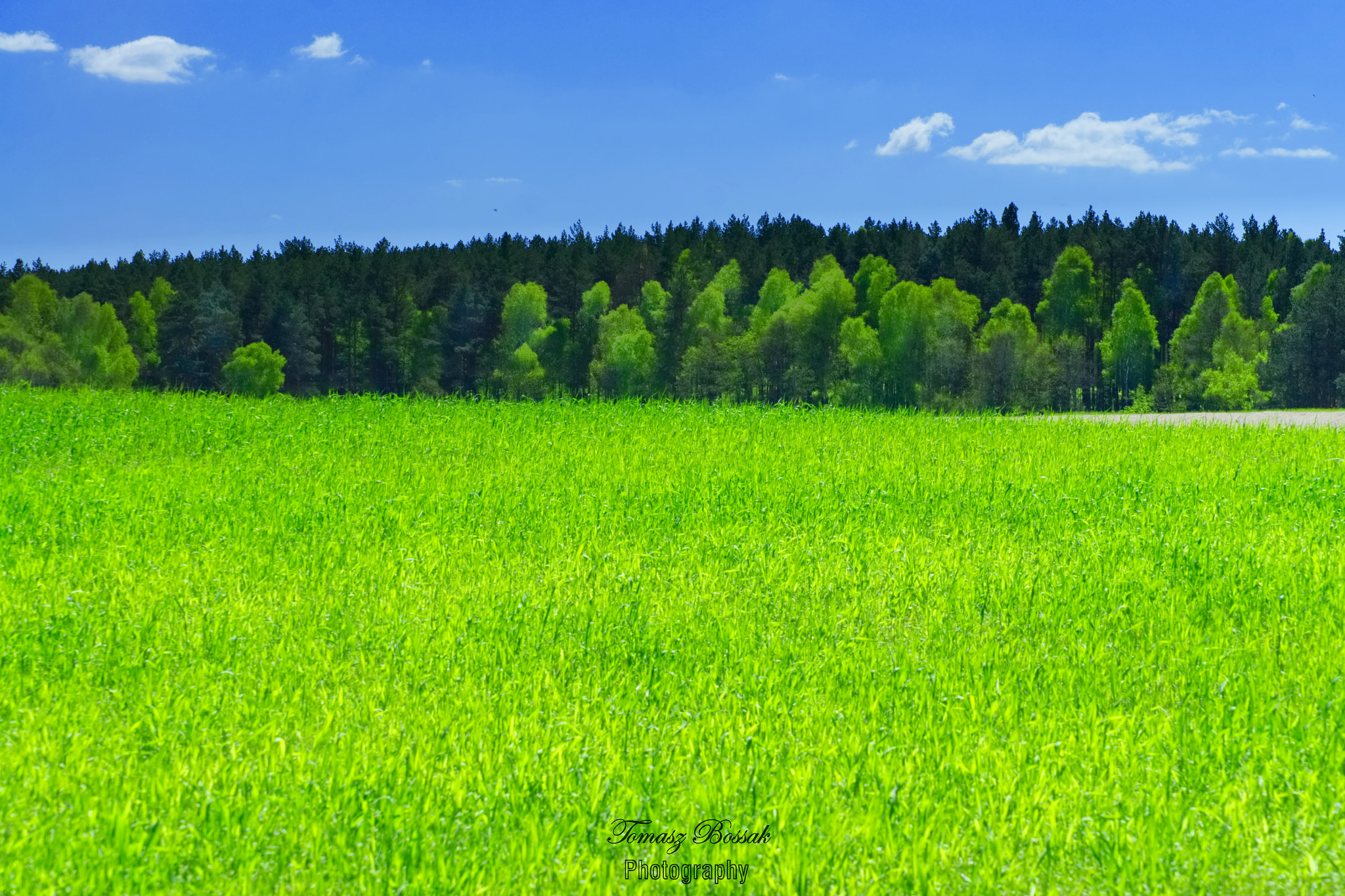 Sony Alpha DSLR-A450 sample photo. Spring photography