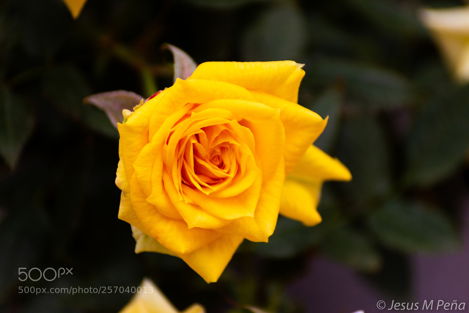 Canon EOS 600D (Rebel EOS T3i / EOS Kiss X5) sample photo. Flowers photography