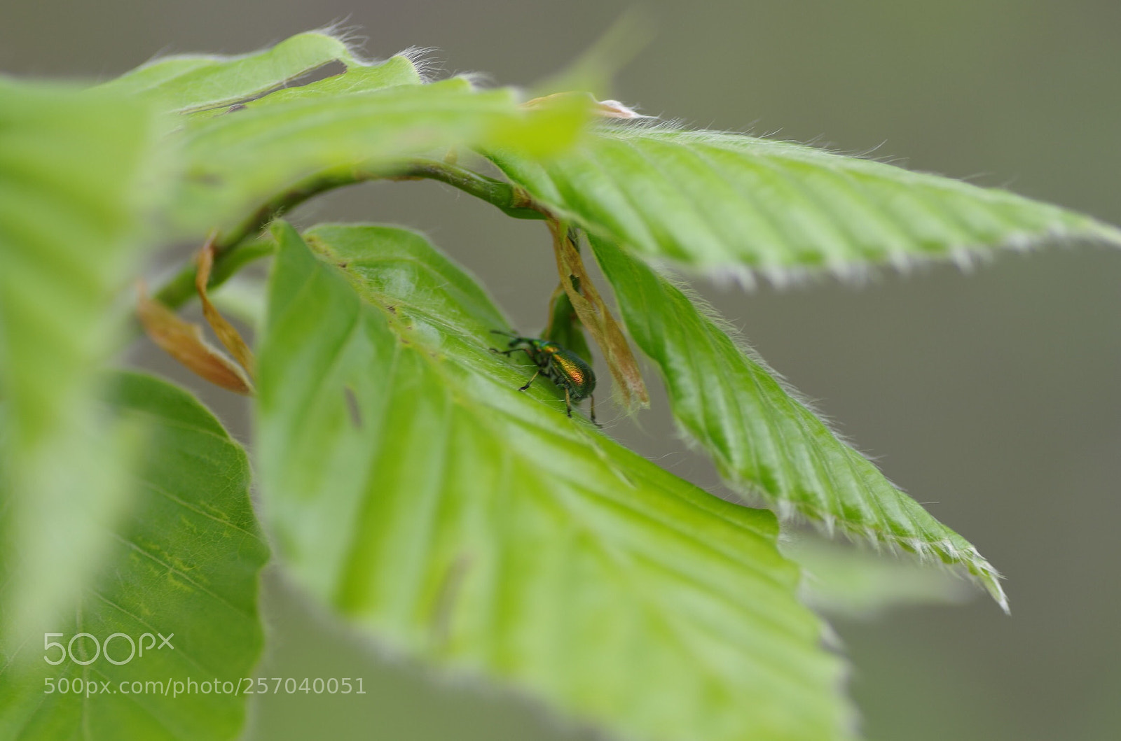 Pentax K-30 sample photo. Flashing photography