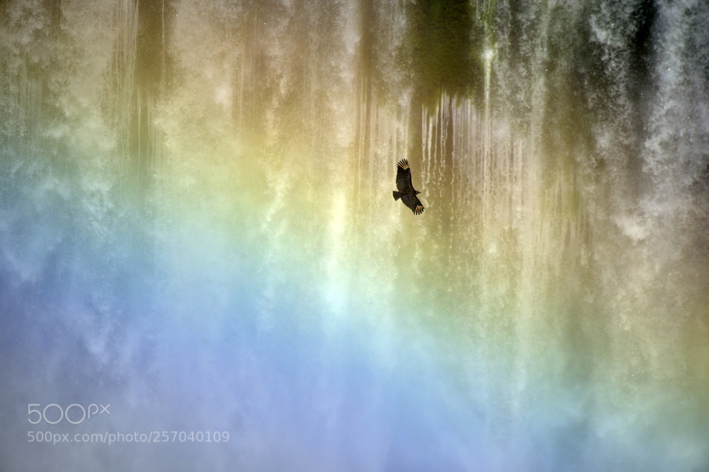 Nikon D4 sample photo. Waterfall vulture (43108-d) photography