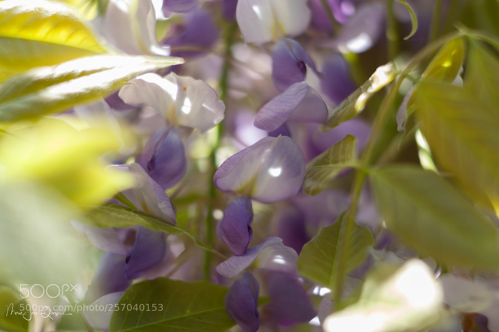 Canon EOS 5D Mark II sample photo. Changement de couleur... bient photography
