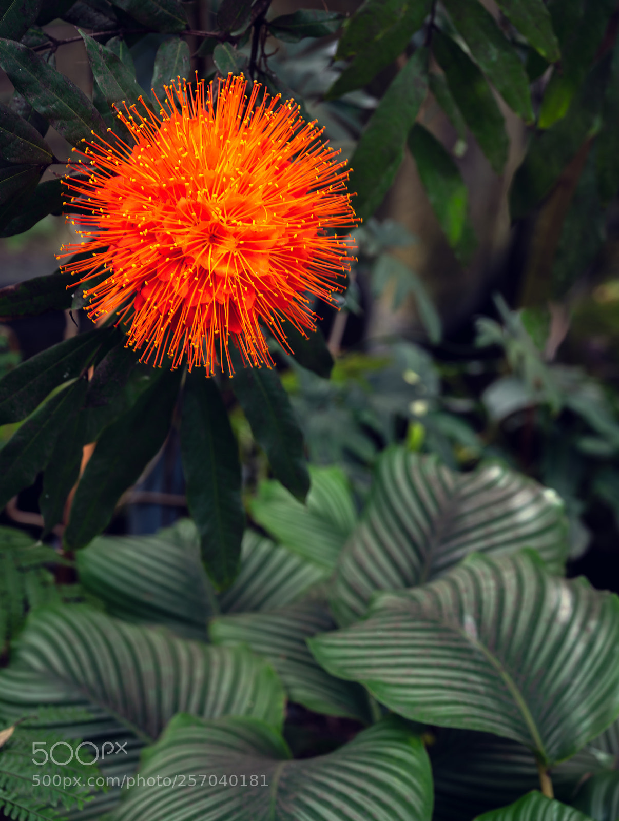 Fujifilm GFX 50S sample photo. Brownea macrophylla photography