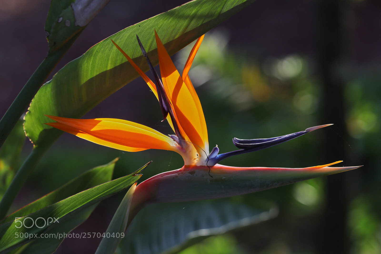 Canon EOS-1D X Mark II sample photo. 05-08-18-0016574.jpg photography