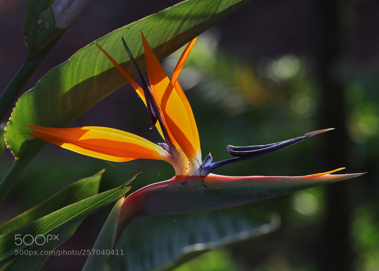 Canon EOS-1D X Mark II sample photo. 05-08-18-0016573.jpg photography