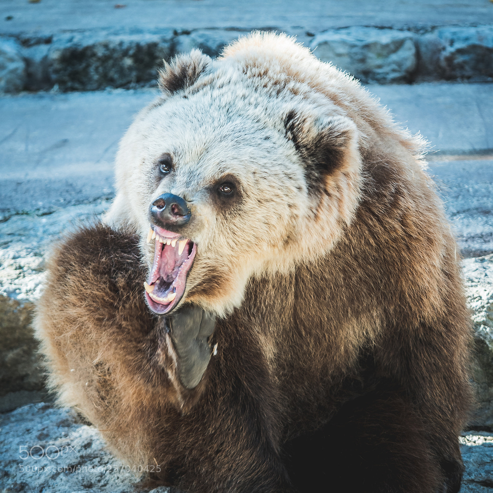 Panasonic Lumix DC-GH5 sample photo. Icy bear photography