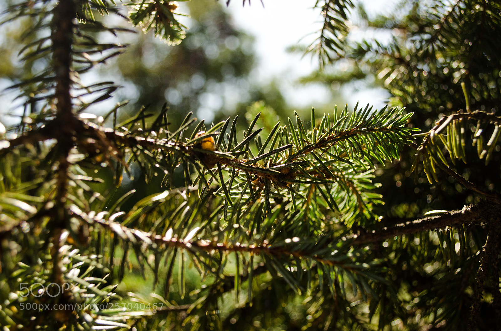 Nikon D5100 sample photo. Ботанический Сад photography