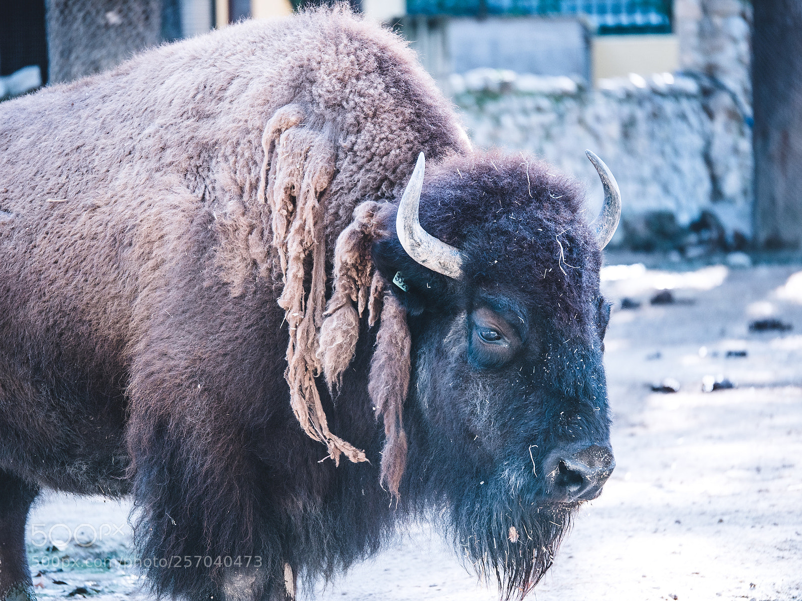 Panasonic Lumix DC-GH5 sample photo. Cold bison photography