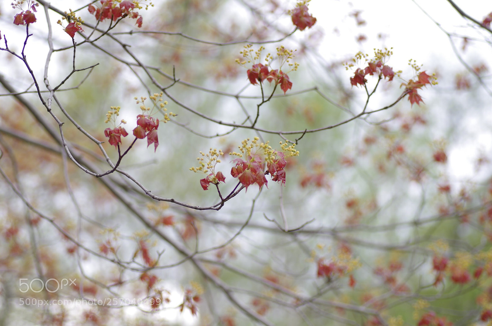 Pentax K-30 sample photo. Flowering photography