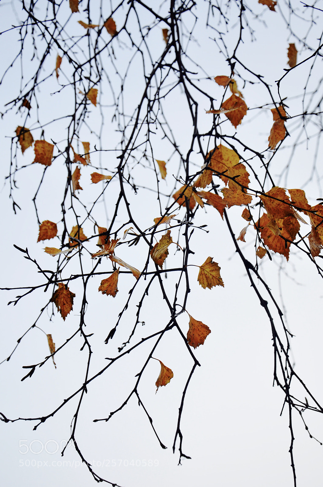 Nikon D90 sample photo. Untitled photography