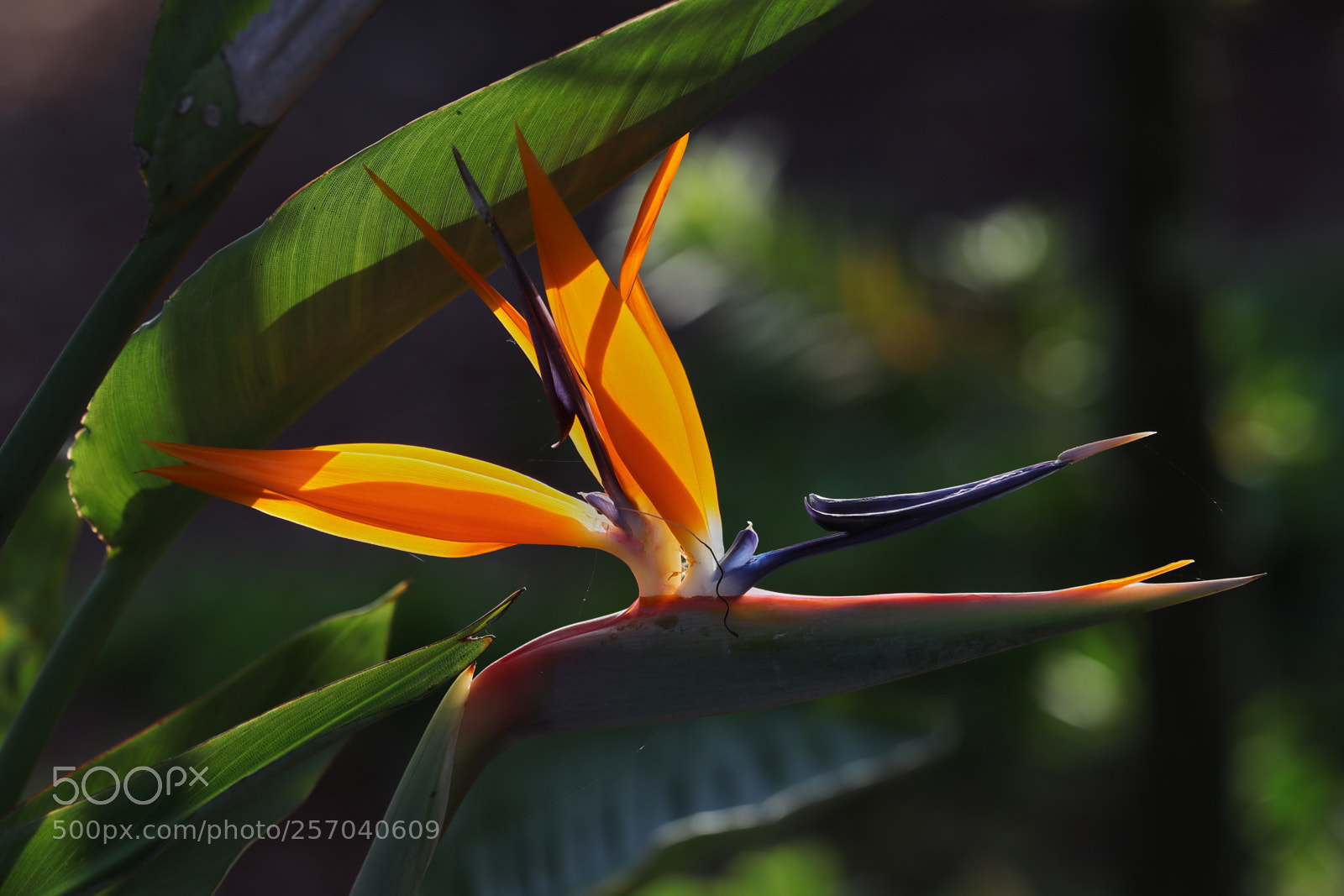 Canon EOS-1D X Mark II sample photo. 05-08-18-0016572.jpg photography