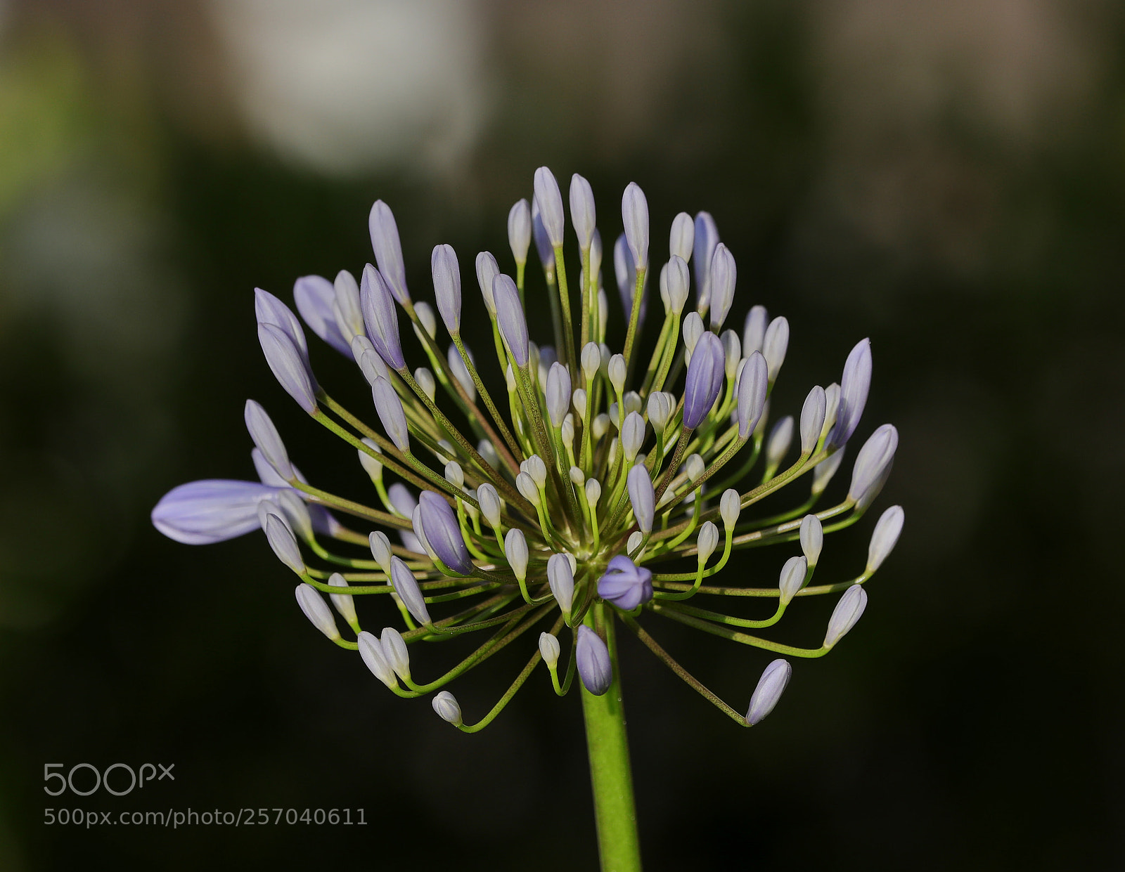 Canon EOS-1D X Mark II sample photo. 05-08-18-0016569.jpg photography