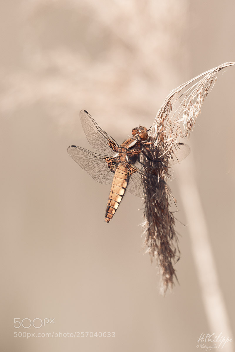 Nikon D500 sample photo. Libellule d prim e photography