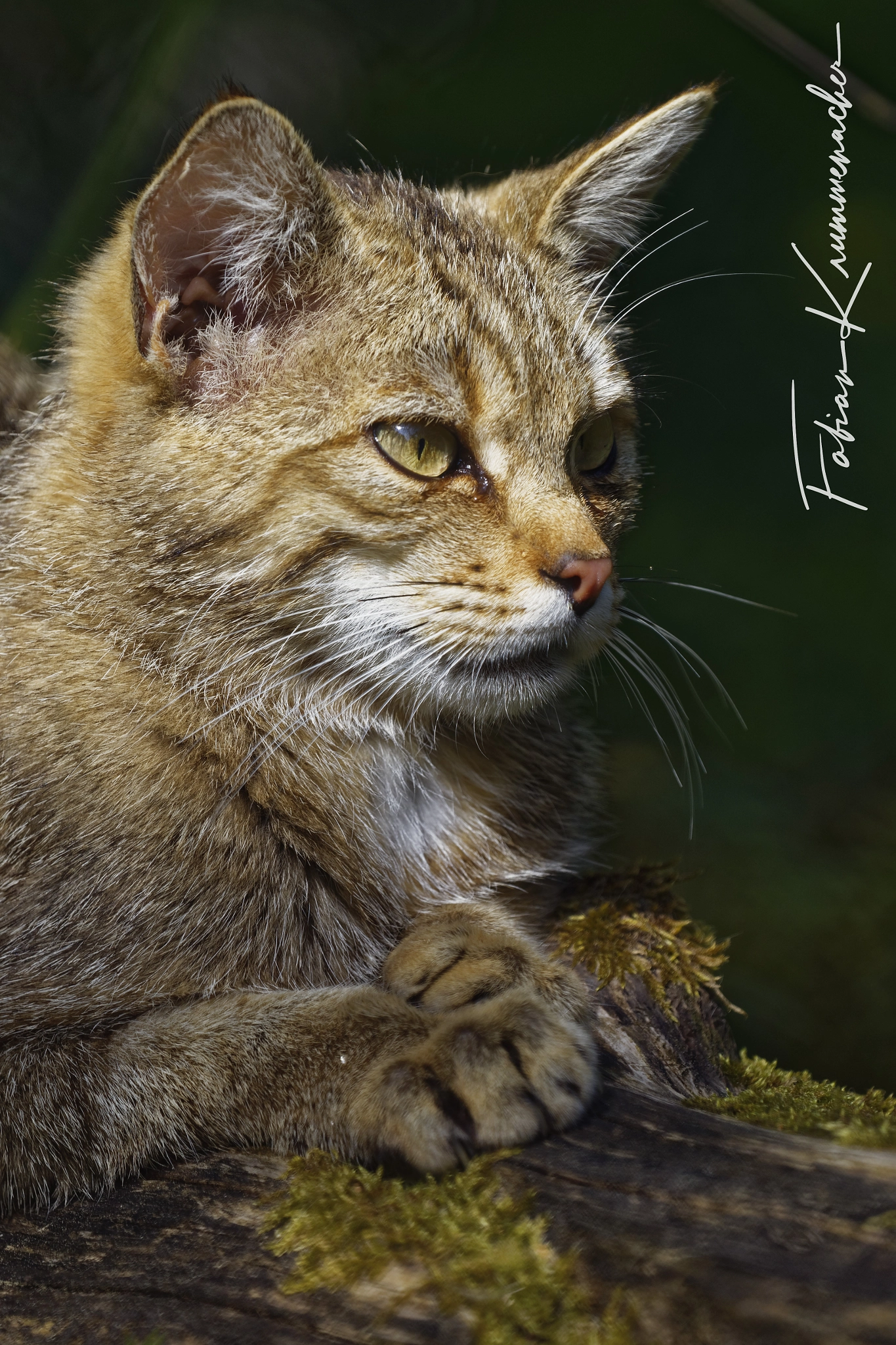 Canon EOS 6D + Canon EF 100-400mm F4.5-5.6L IS USM sample photo. Wildcat photography