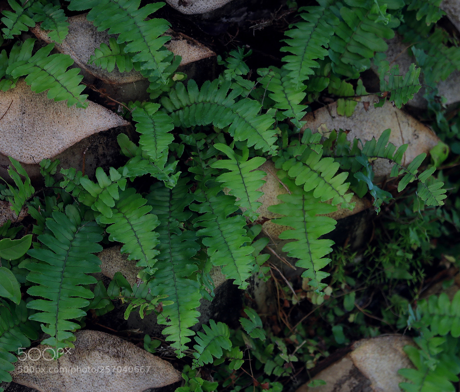 Canon EOS-1D X Mark II sample photo. 05-08-18-0016568.jpg photography