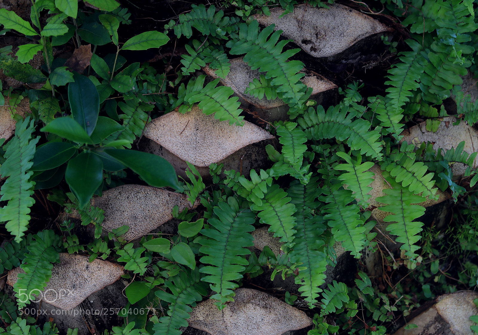 Canon EOS-1D X Mark II sample photo. 05-08-18-0016567.jpg photography
