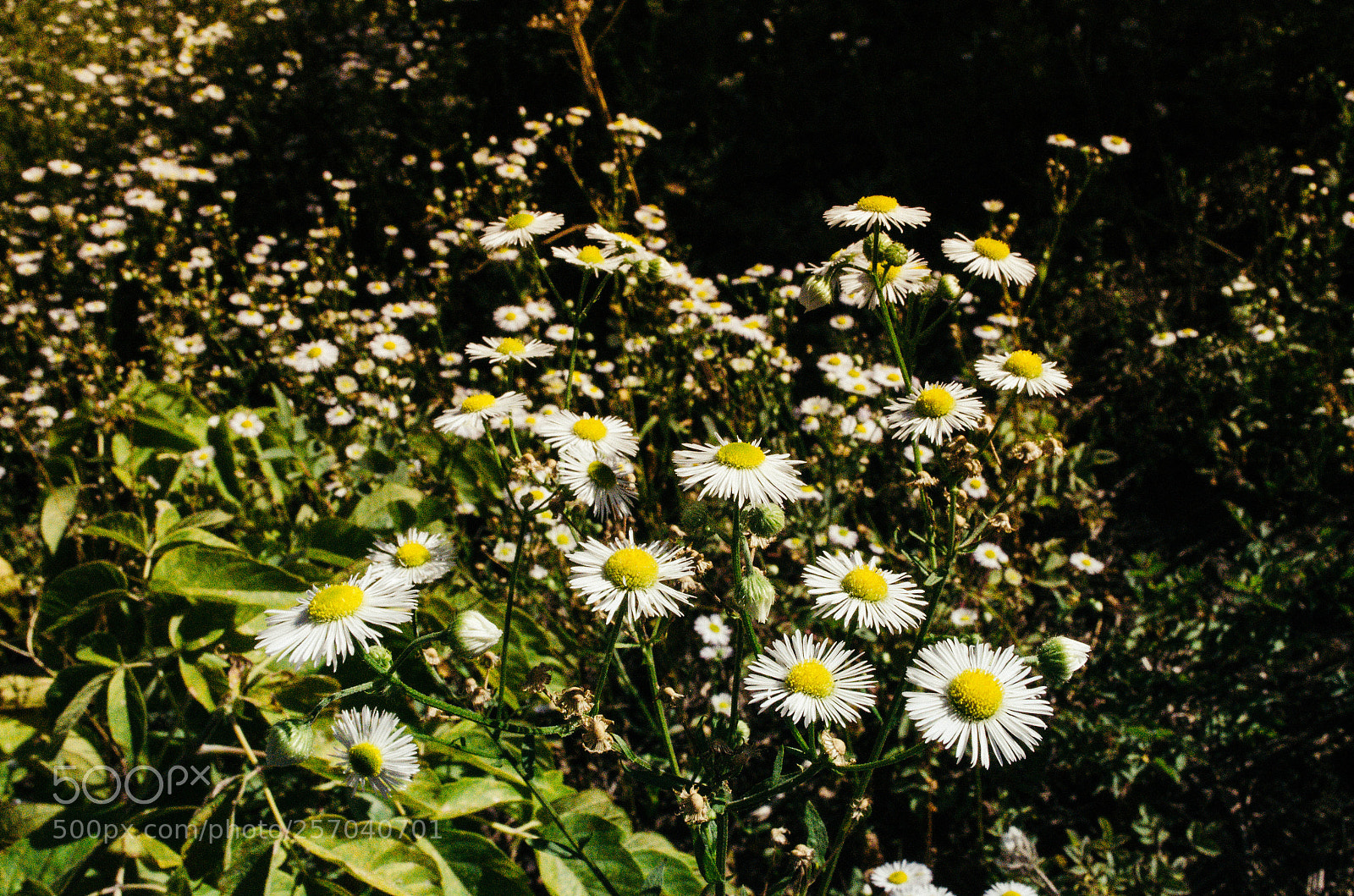 Nikon D5100 sample photo. Ромашки в саду photography