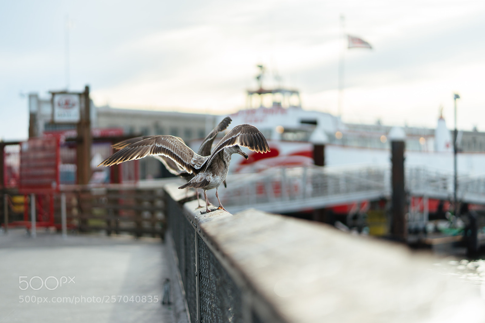 Sony a7 II sample photo. Seaguls photography