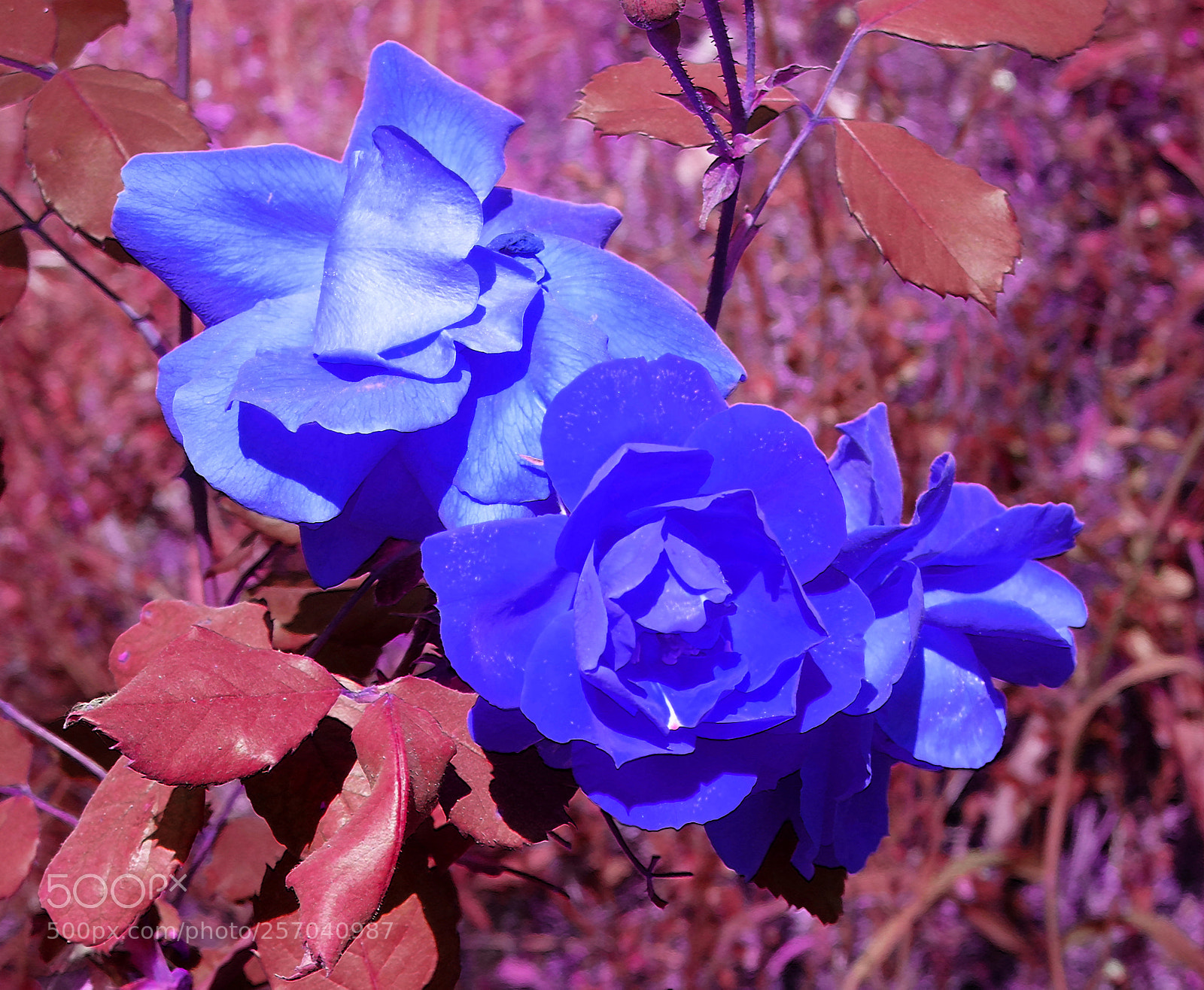 Fujifilm X20 sample photo. Blue roses photography