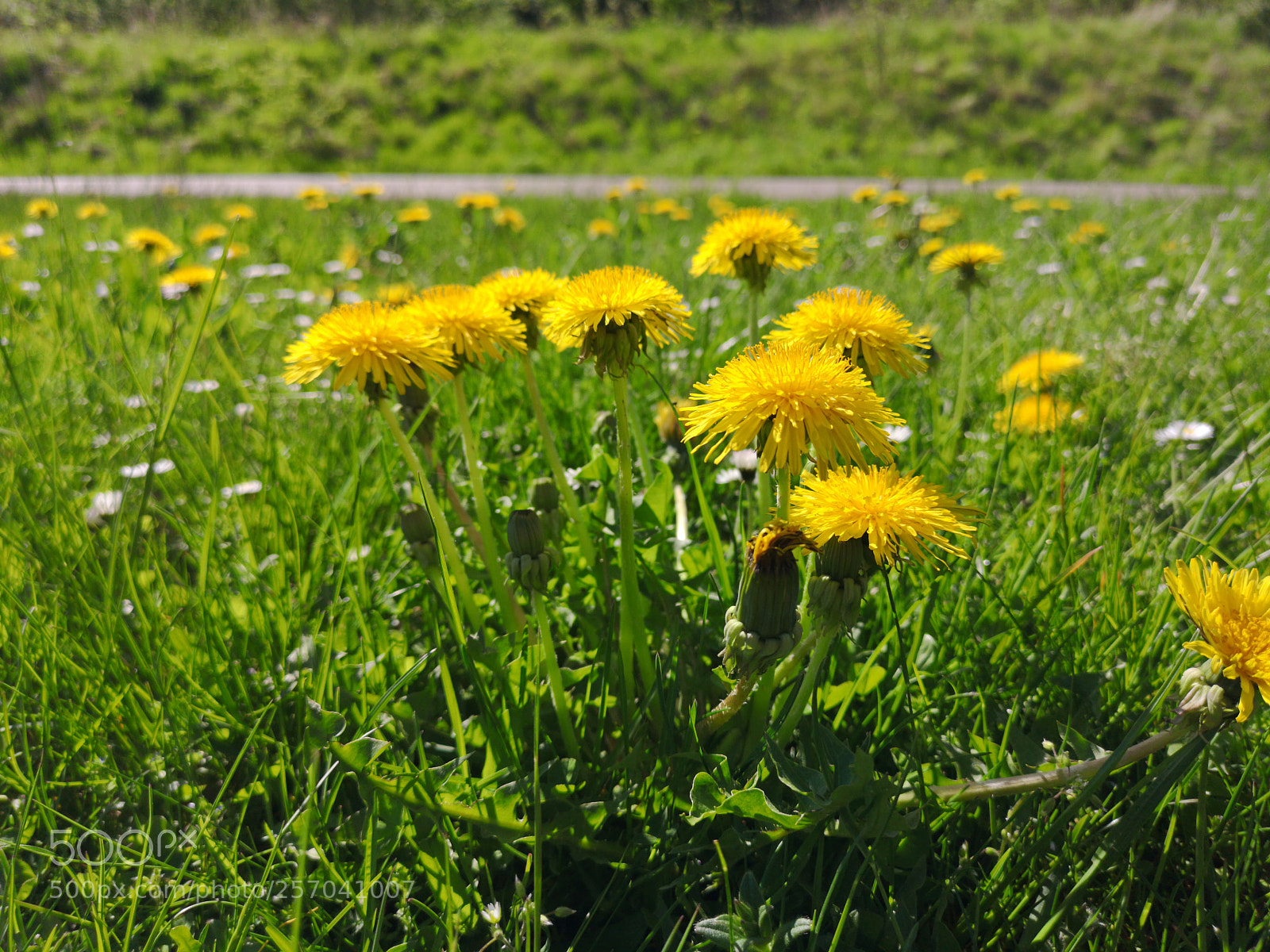 HUAWEI CLT-L29 sample photo. Untitled photography
