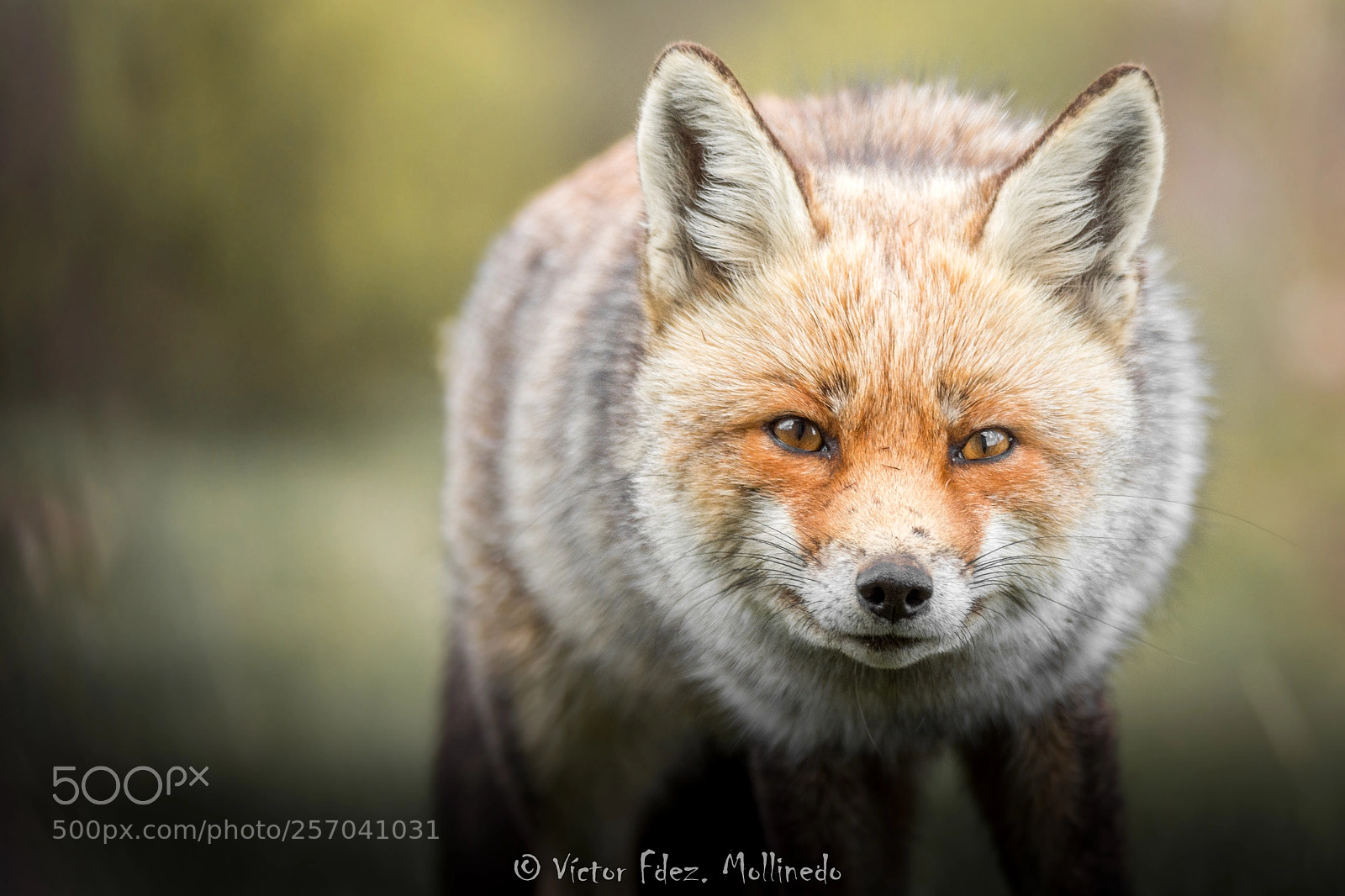 Nikon D7200 sample photo. Fox intrigue photography