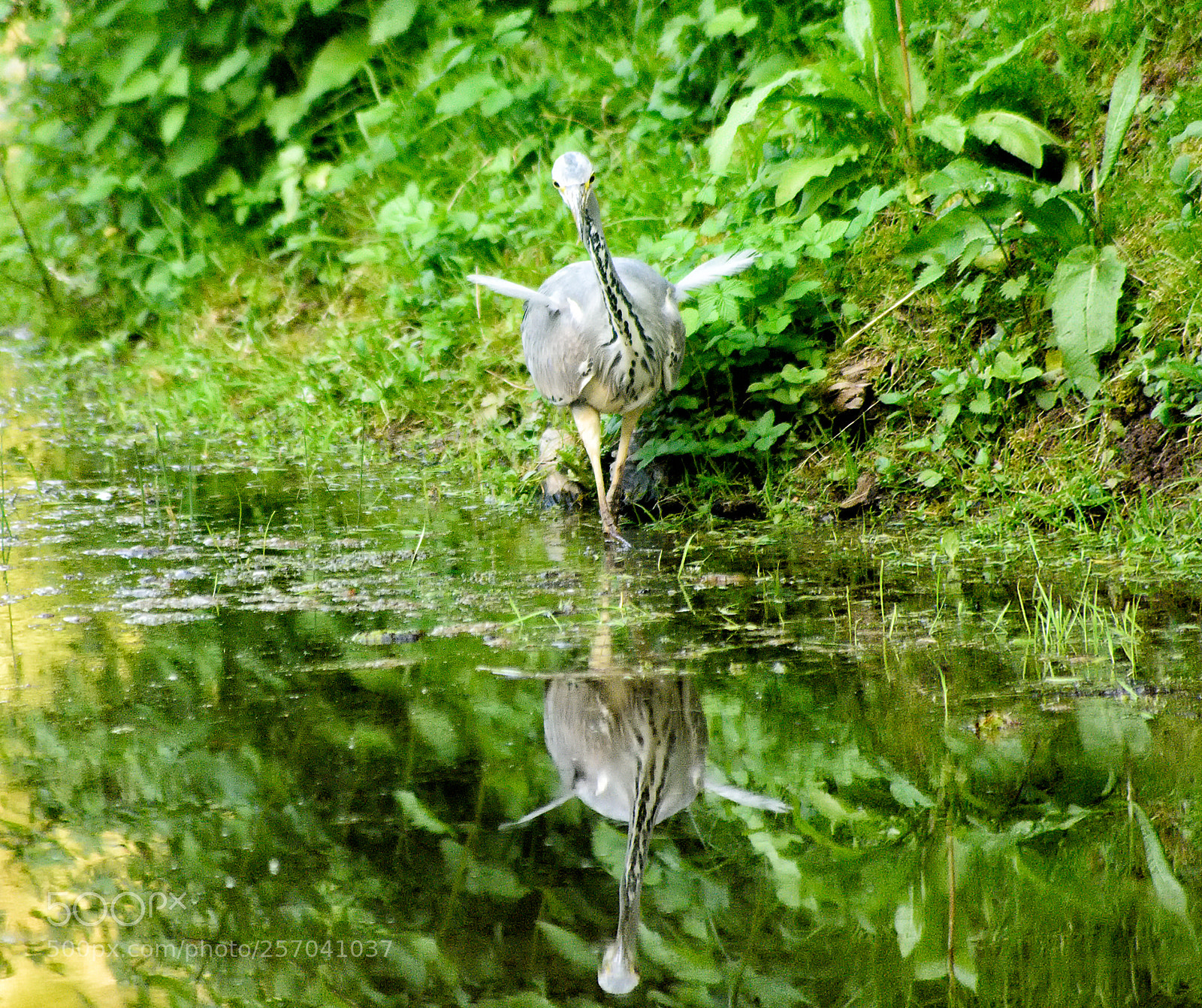 Nikon D7000 sample photo. Where's that fish? photography