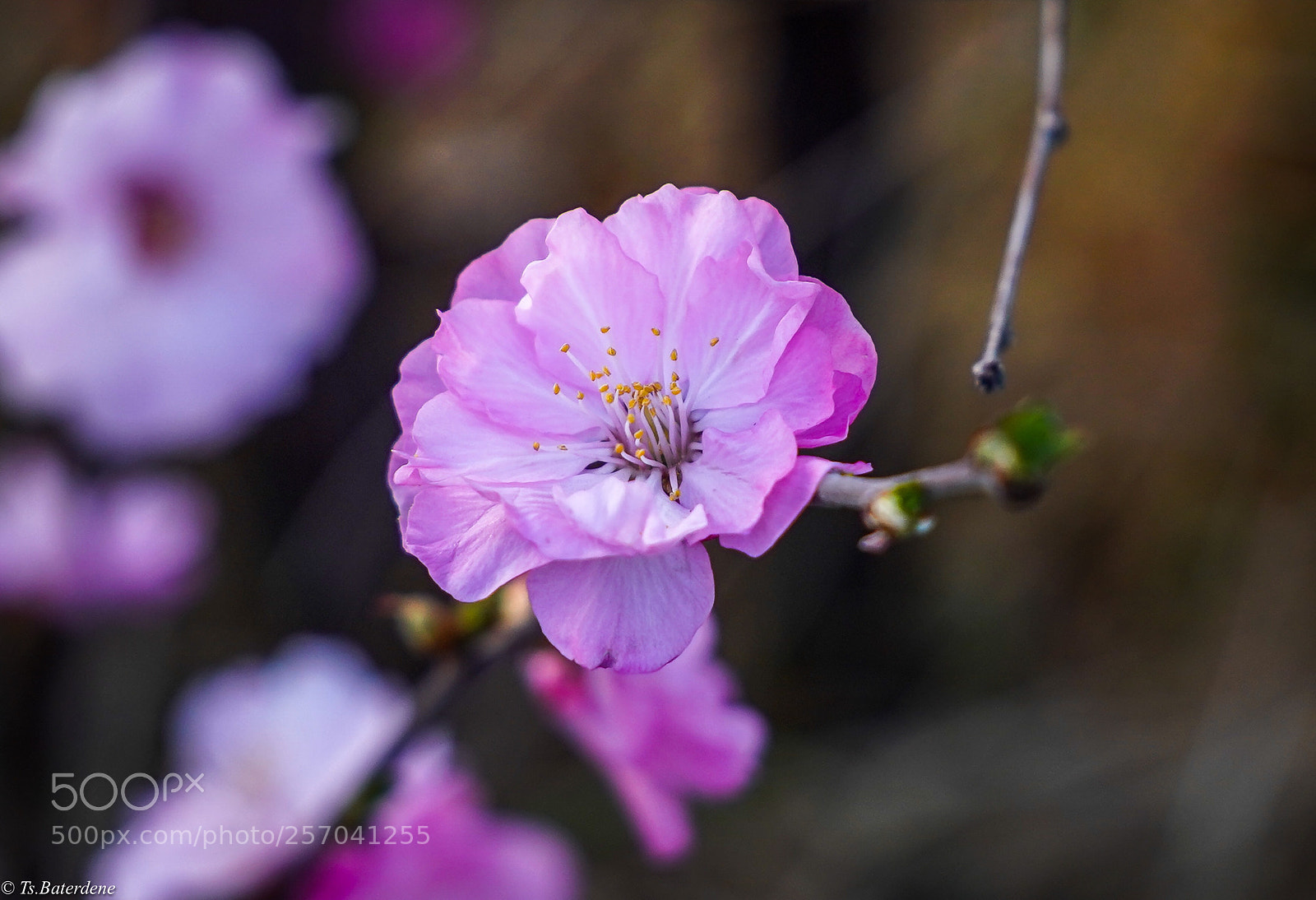 Sony a9 sample photo. Beautiful.. photography