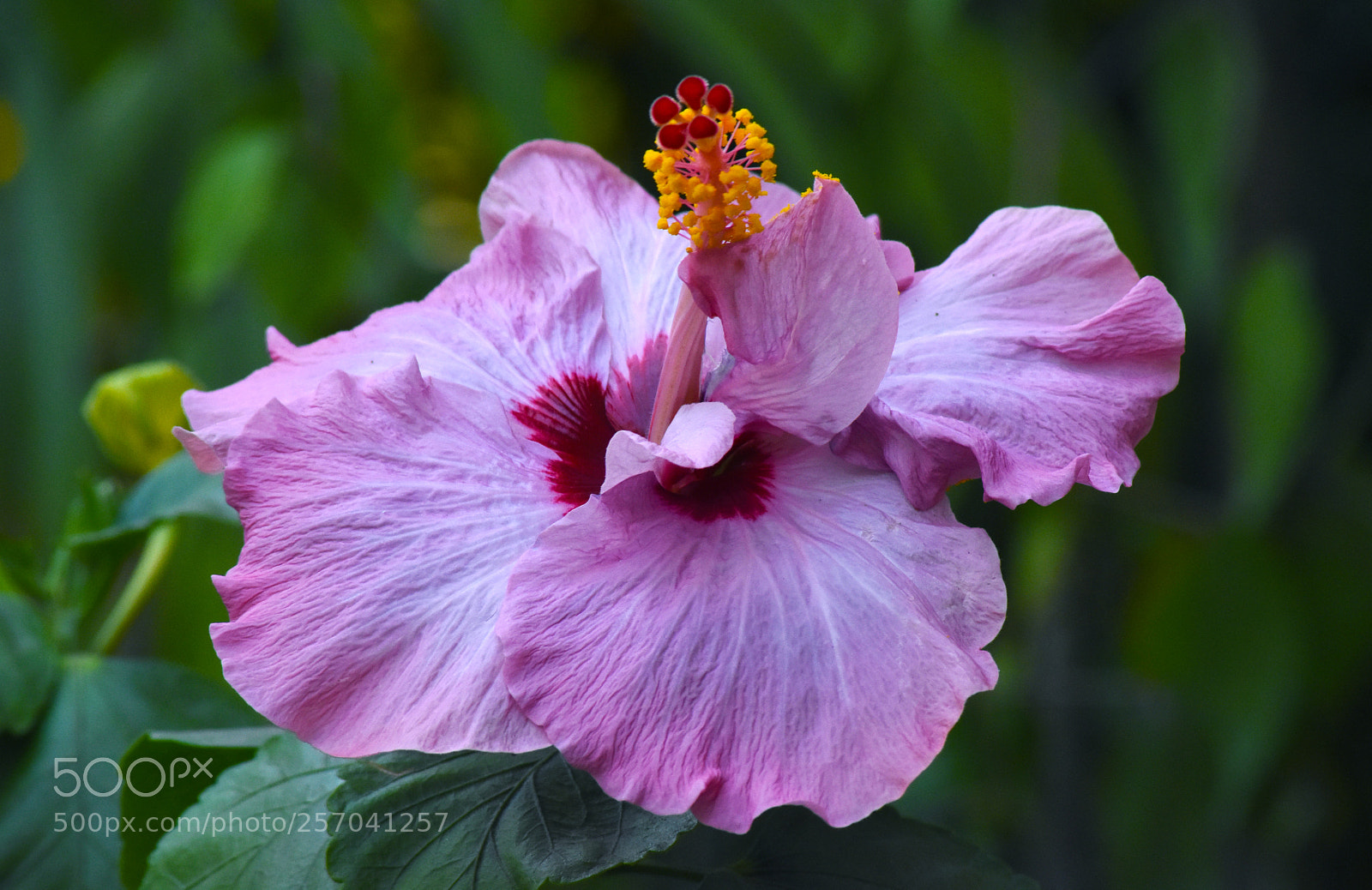 Nikon D7200 sample photo. Hibiscus (purple) photography