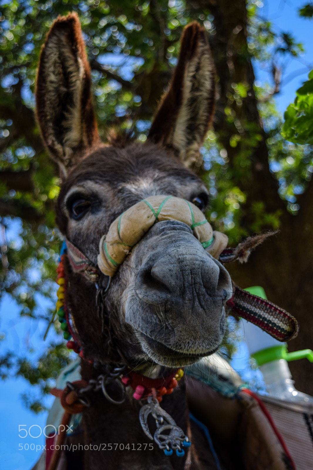 Nikon D3300 sample photo. Cesar #2 photography