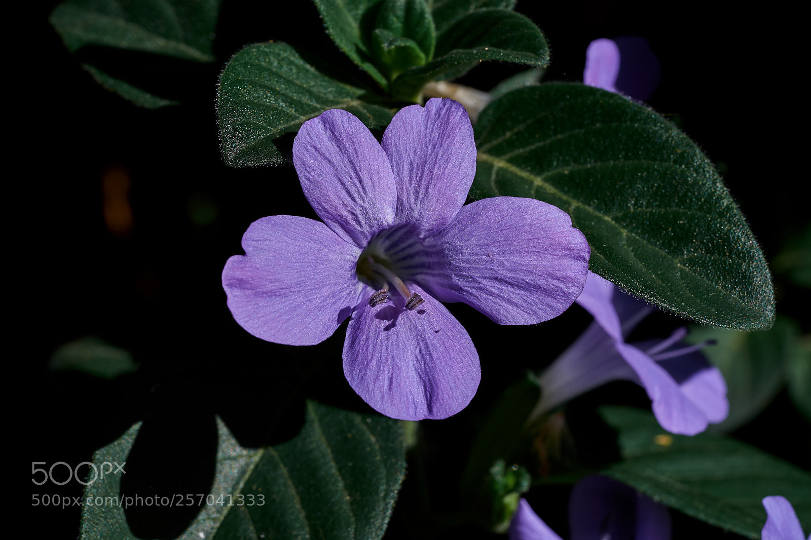 Sony a7 sample photo. Abg_180429_6 photography