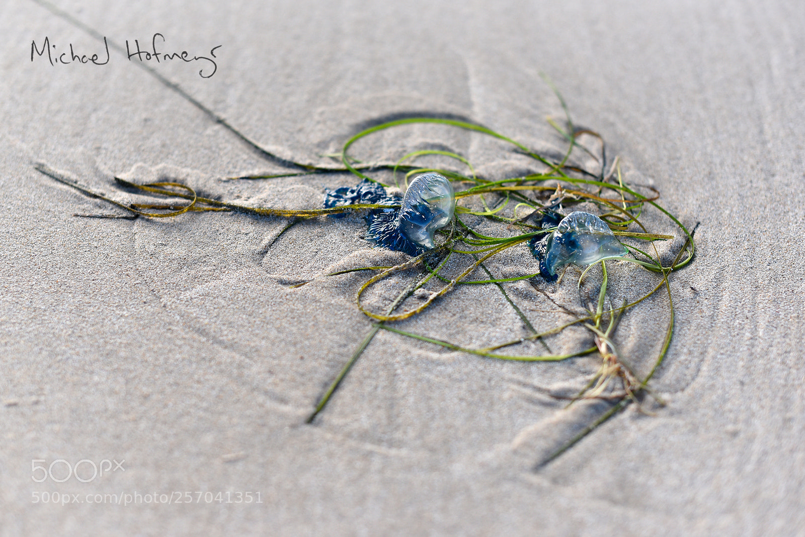 Nikon D750 sample photo. Stranded portuguese man o'war photography