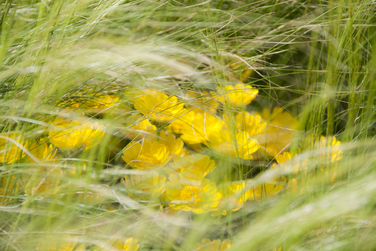 Canon EOS 400D (EOS Digital Rebel XTi / EOS Kiss Digital X) sample photo. Wind flowers photography