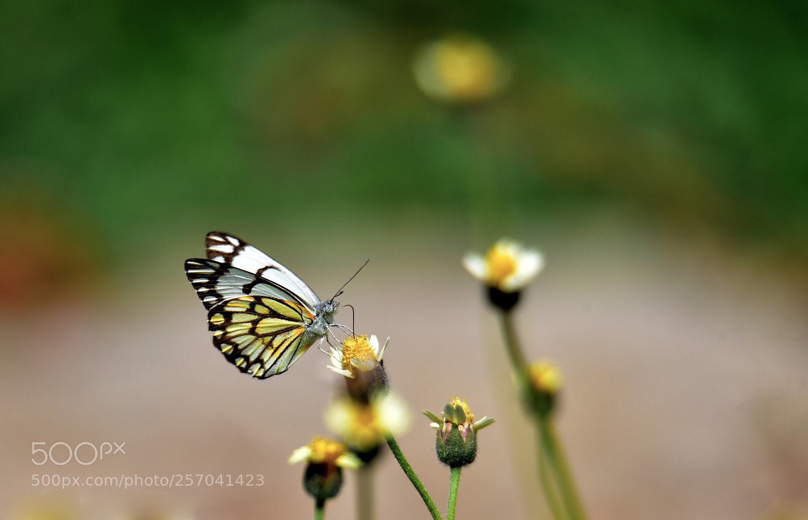 Nikon D750 sample photo. Pioneer white butterfly... ! photography