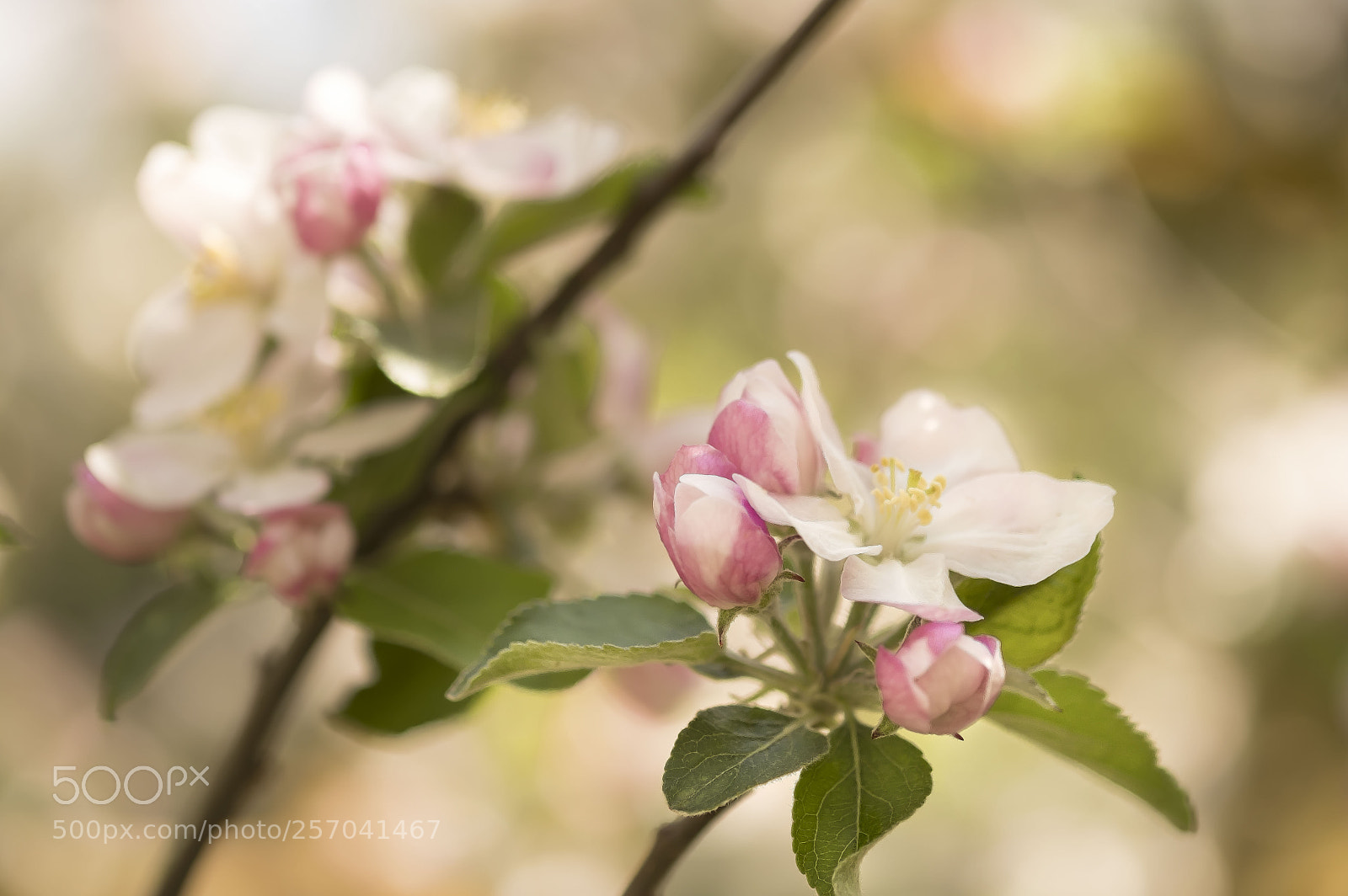 Fujifilm X-Pro2 sample photo. Flor de manzano. photography
