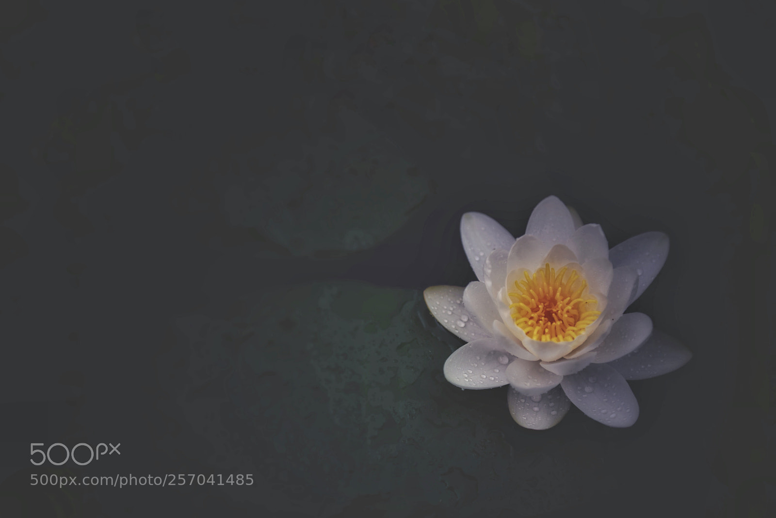 Nikon D810 sample photo. Nymphaea alba l. photography