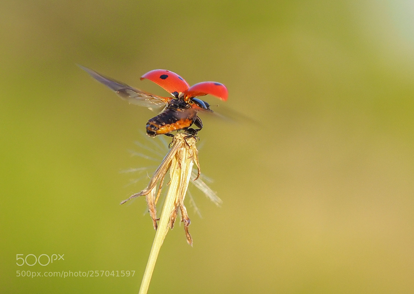 Olympus OM-D E-M1 Mark II sample photo. Ladybug photography
