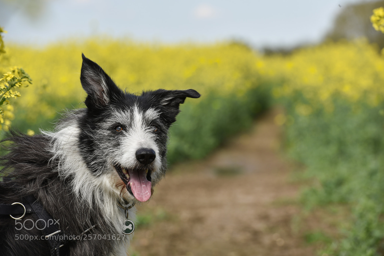 Nikon D810 sample photo. Let's go photography