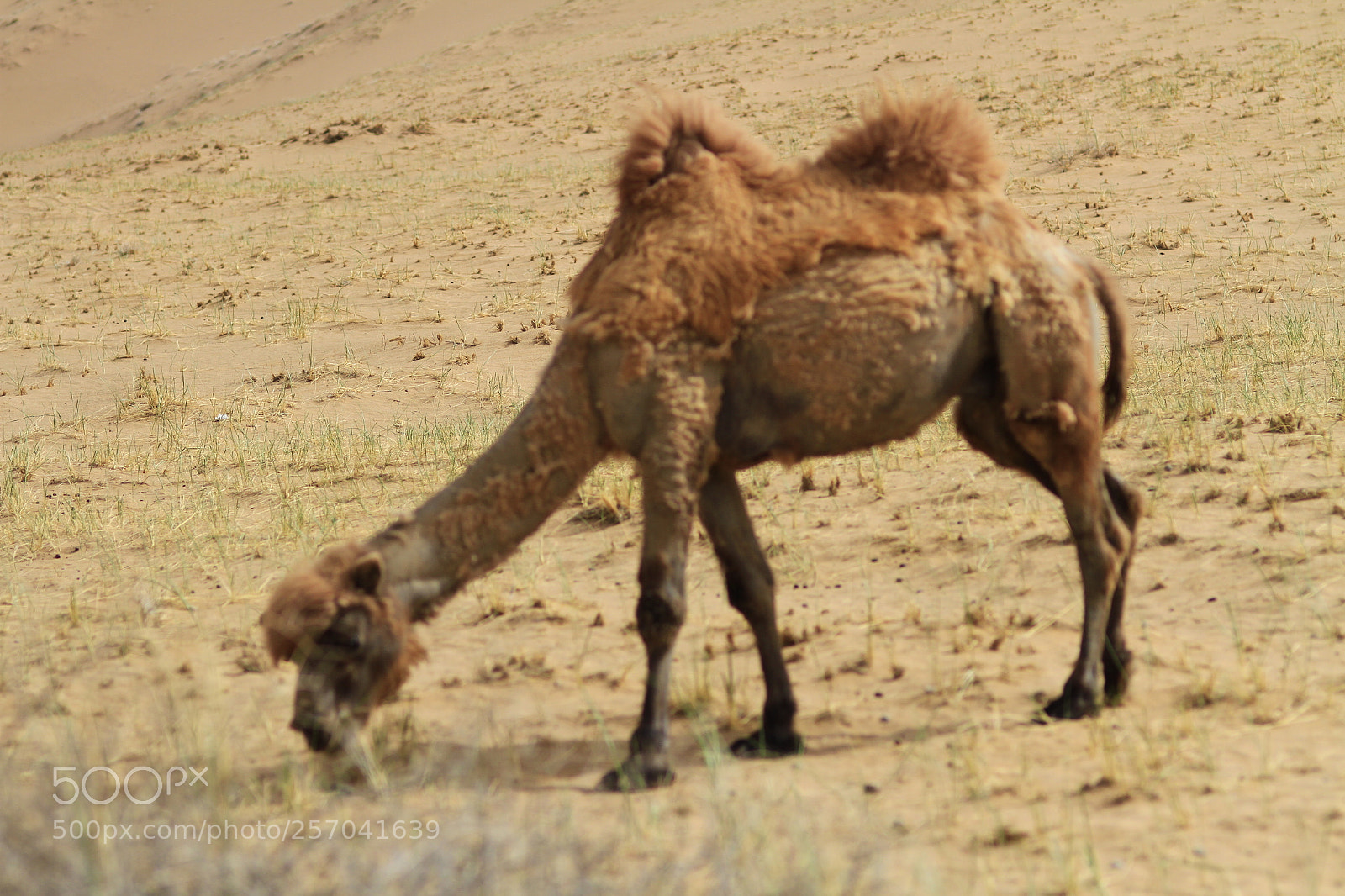 Canon EOS 7D sample photo. The ringing of a photography