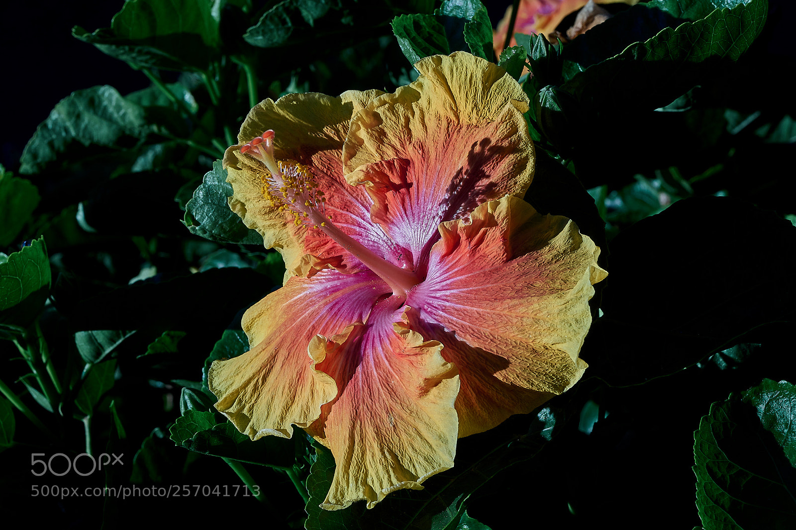 Sony a7 sample photo. Abg_180429_8 photography