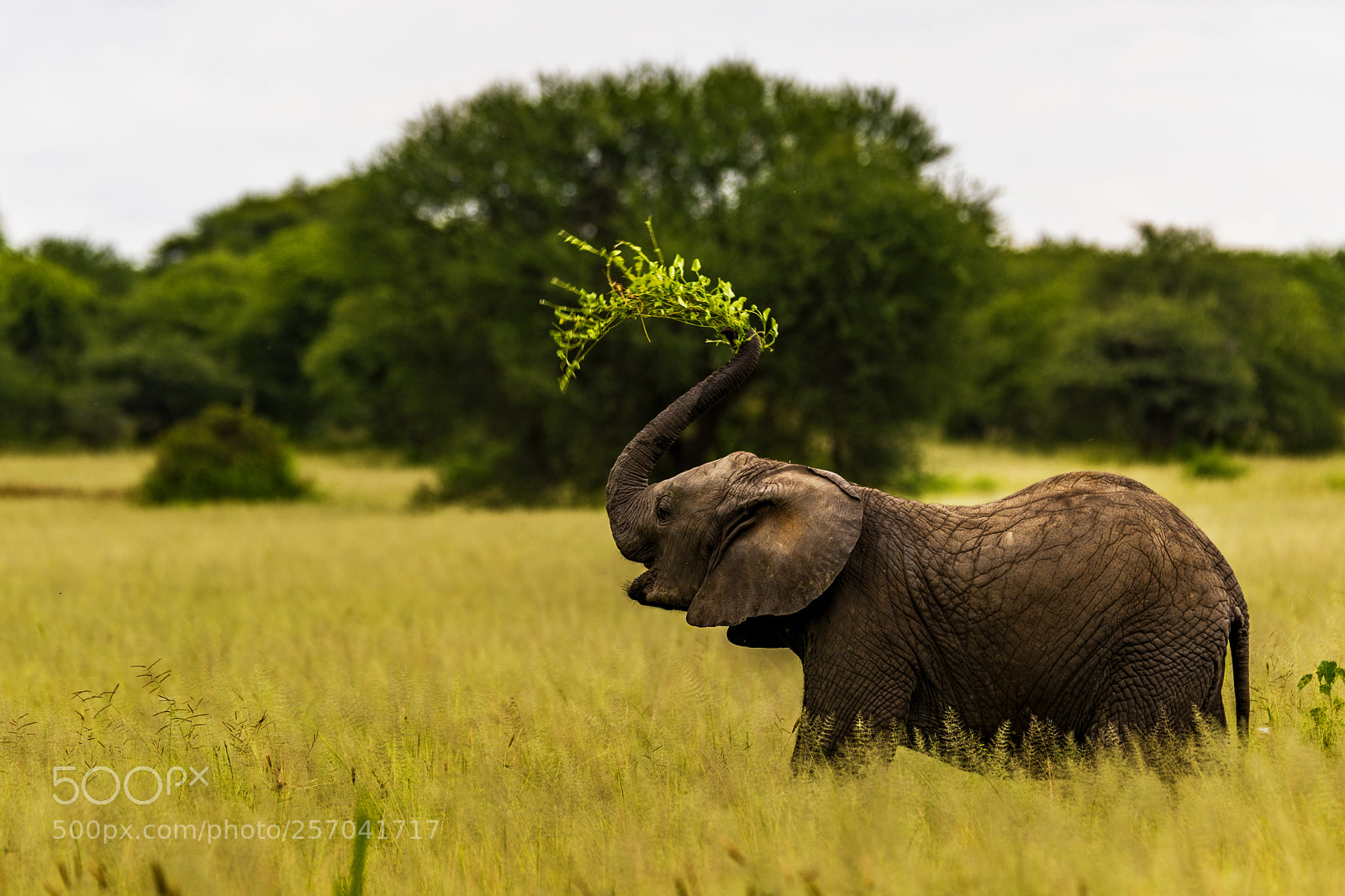 Nikon D850 sample photo. Elephant playing photography