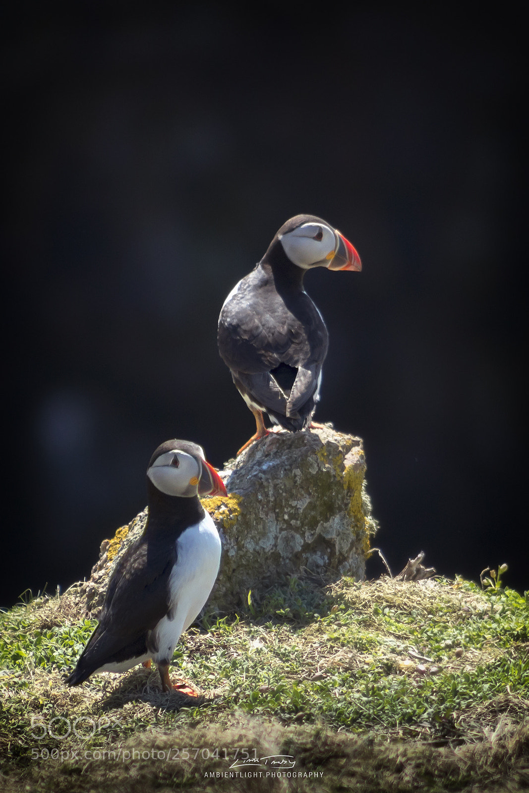 Canon EOS 1300D (EOS Rebel T6 / EOS Kiss X80) sample photo. Puffins at the wick photography
