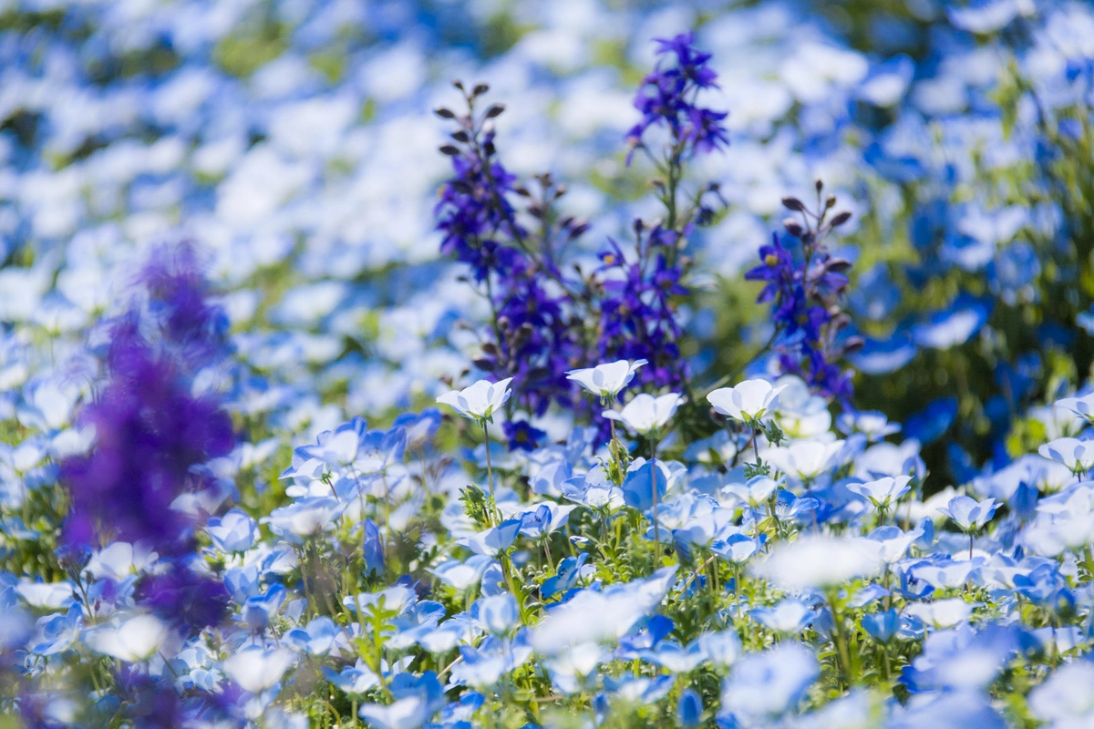Canon EOS 400D (EOS Digital Rebel XTi / EOS Kiss Digital X) sample photo. Blue flowers photography
