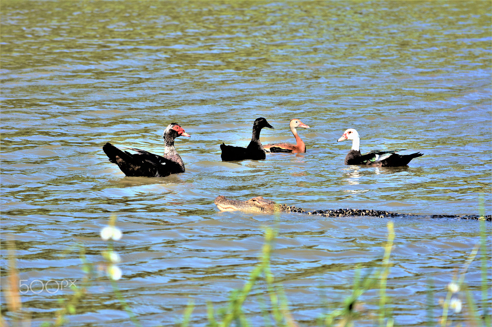 Nikon D7100 sample photo. See you later alligator photography