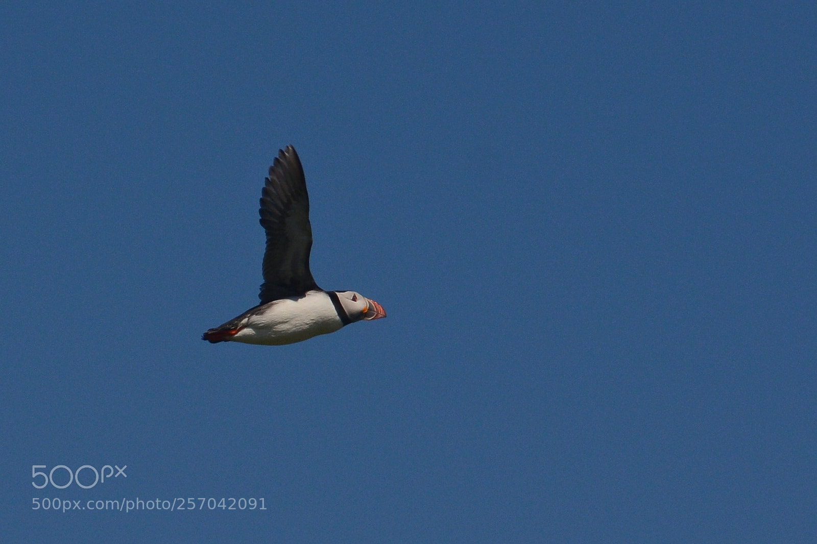 Nikon D7100 sample photo. Puffin in flight photography