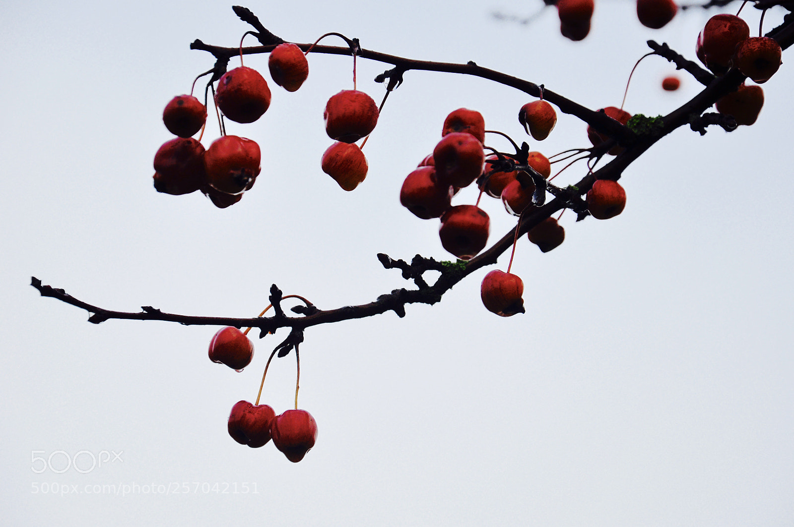 Nikon D90 sample photo. Winter time. photography