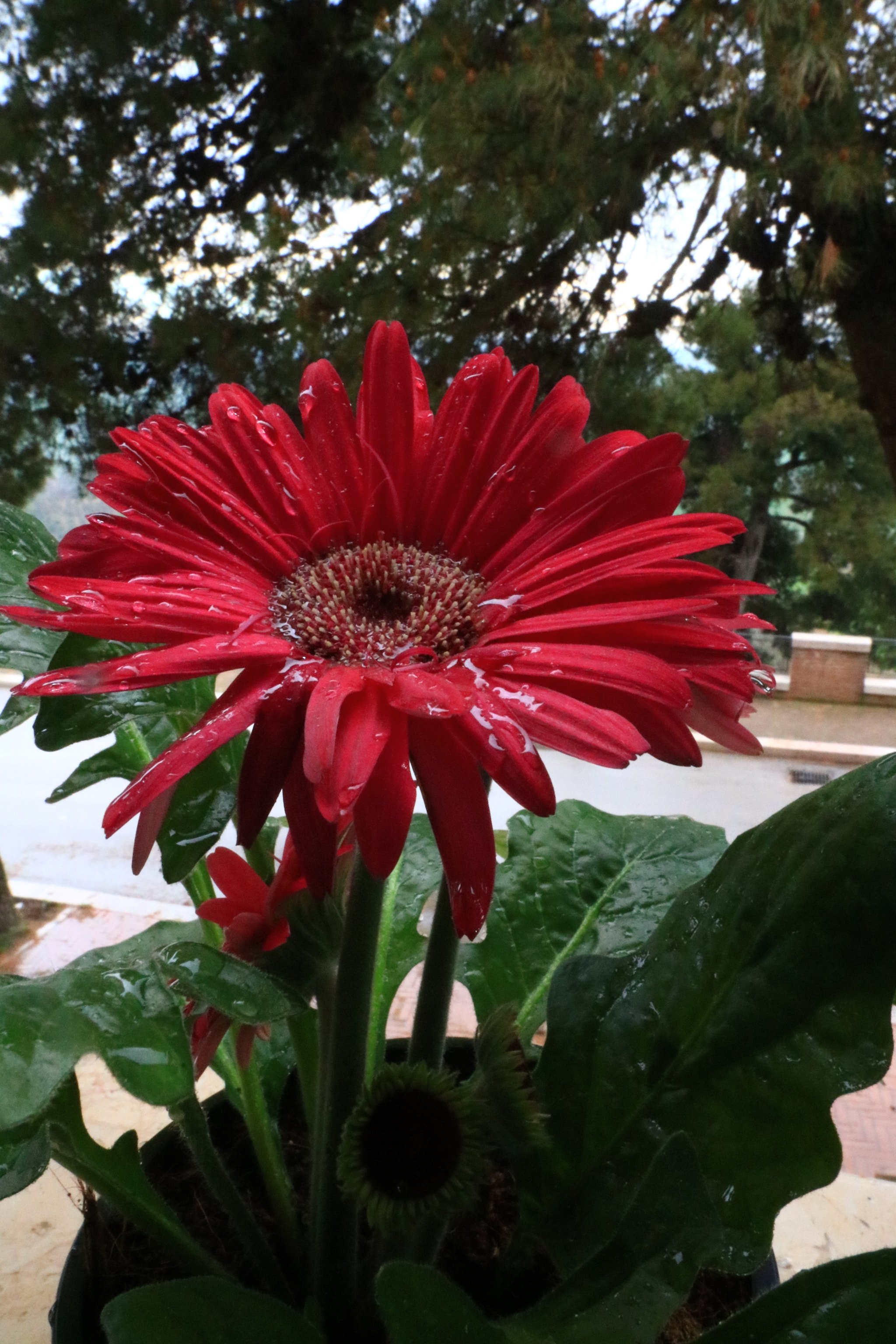 Canon EOS 750D (EOS Rebel T6i / EOS Kiss X8i) sample photo