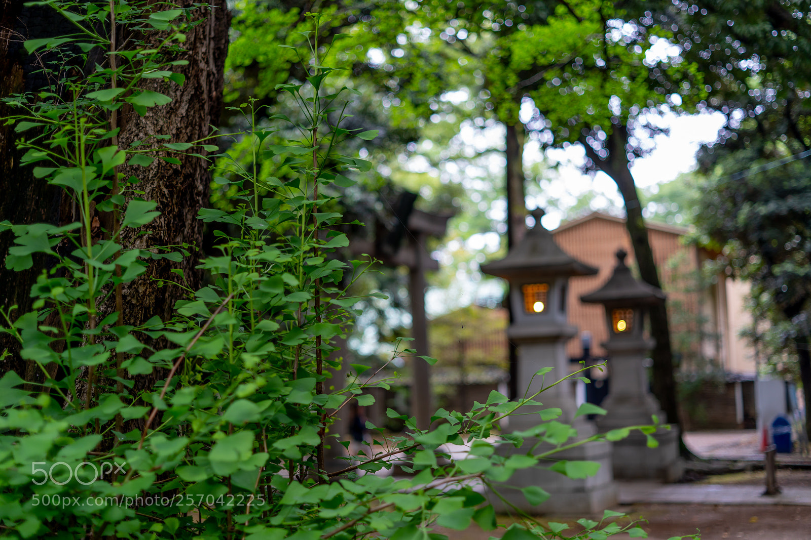 Sony a7 III sample photo. Edit photography